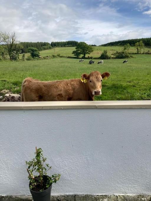 Toms Cottage Longford Dış mekan fotoğraf